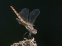 Trithemis annulata female-220164